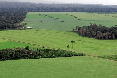 Intensive Farming Of Cleared Land Could Save Rest Of Amazon Rainforest