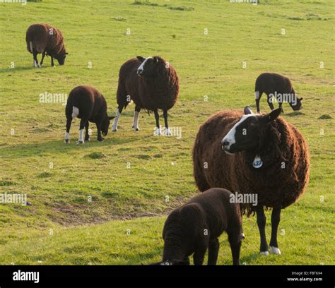 Black Zwartbles Sheep With Lambs In Spring Perthshirescotland Stock