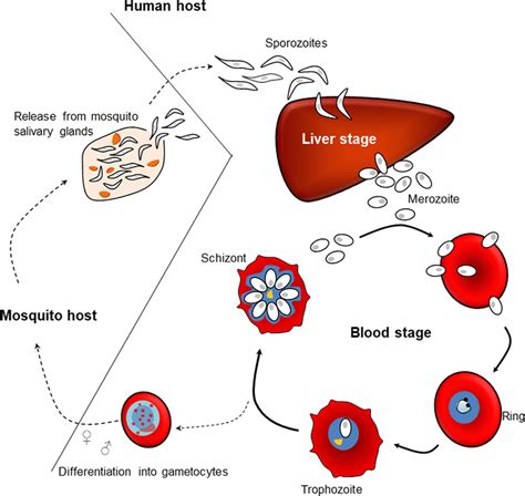 Plasmodium Falciparum Life Cycle