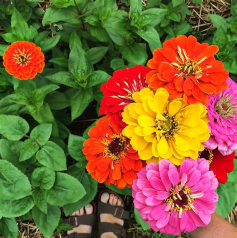 Natalie Creates Planting Summer Flowers