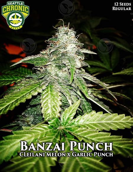 Banzai Punch Von Seattle Chronic Seeds Cannabis Sorten Infos