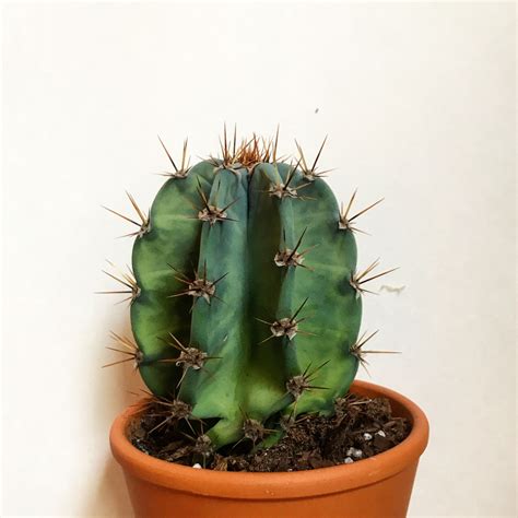 Baby Cactus Via Pbhouseplants Cactus Plants Cactus Cacti And