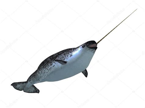 Narwhal Male Whale Stock Photo By ©coreyford 130398254