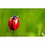 What The Ladybug Can Teach Us About Life  Living To Smile