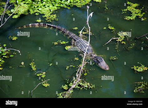 Alligator In Swamp Hi Res Stock Photography And Images Alamy
