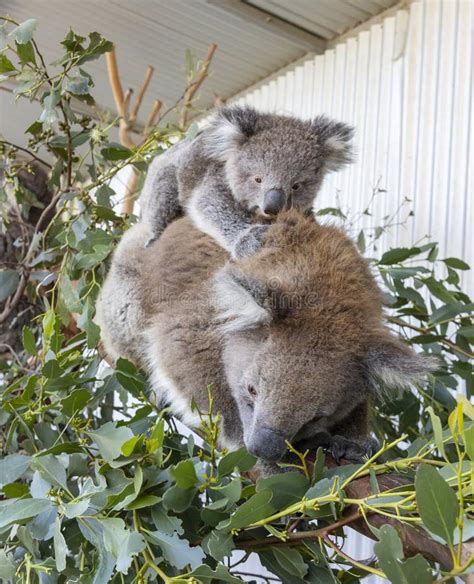 A Koala Mother And Baby Stock Image Image Of Fauna 184504475