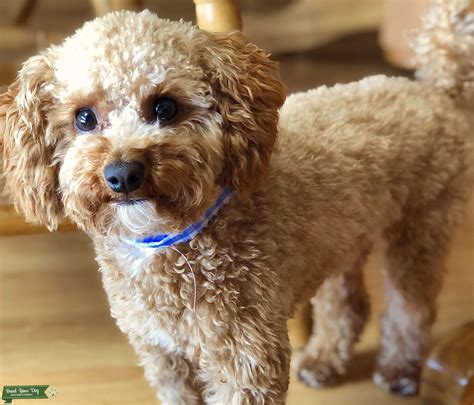 Red Toy Poodle Stud Dog Fl Breed Your Dog