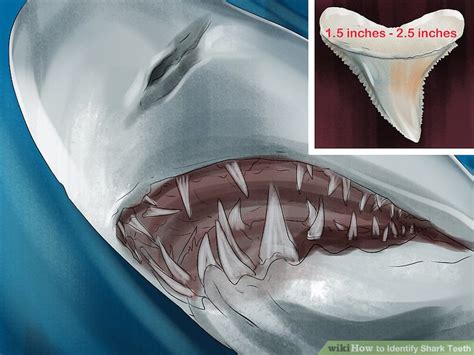 How To Identify Shark Teeth Wiki Wildlife