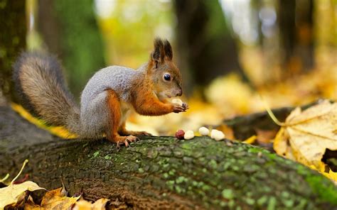 2560x1080 Resolution Squirrel Holding White Nuts While Standing On