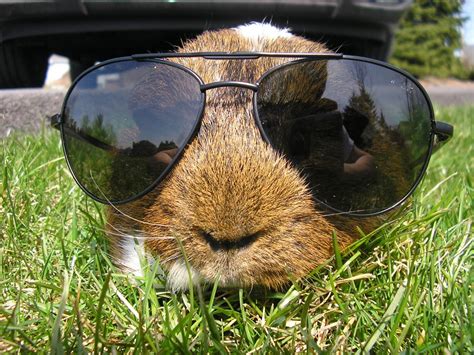 These Animals In Sunglasses Are Too Cool For School Coy Guff