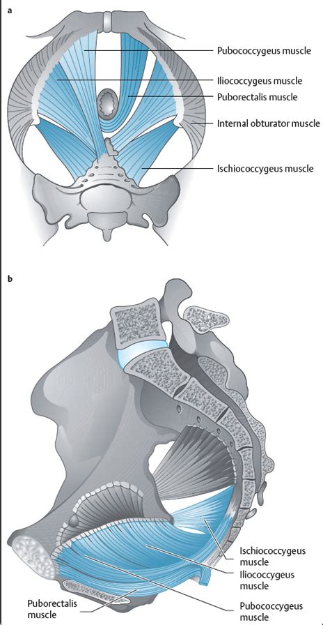 Anatomy And Physiology Of The Pelvic Floor Musculoskeletal Key