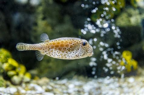 Premium Photo Puffer Fish In Tank At Aquarium In Coral And Bubble