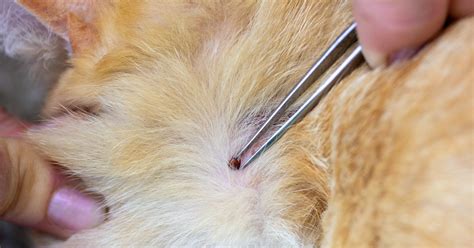 How To Remove A Tick Head That Breaks Off From Its Body