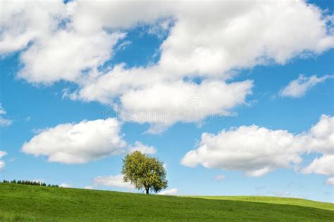 Landscape Lonely Tree In The Field Mountain Stock Photo Image Of