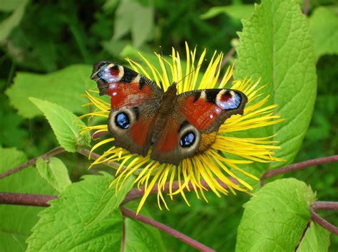 Filebutterfly On The Flower Wikimedia Commons