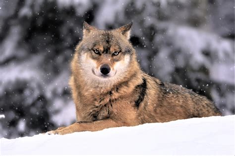 Wolf In Gently Falling Snow