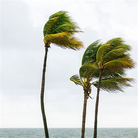 Hurricane Flora Stock Photos Pictures And Royalty Free Images Istock