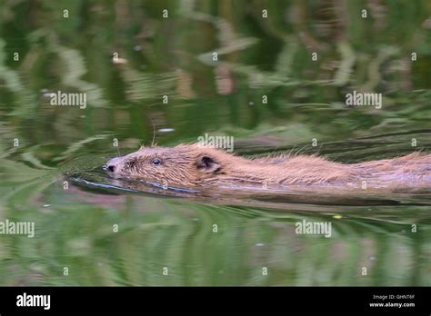 Eurasian Beaver Castor Fiber Adult Female Swimming On The River Otter
