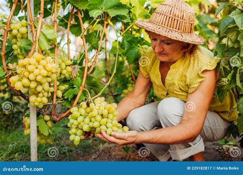 Senior Farmer Picking Crop Of Grapes On Ecological Farm Woman Cutting