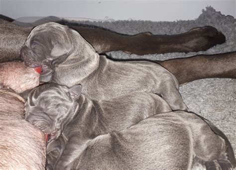 The great dane is believed to have dated back as far as 2200 b.c. Great Dane Puppies For Sale European Blue Great Dane ...