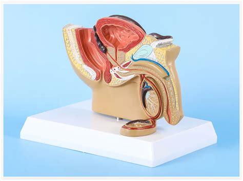 Male And Female Sagittal Pelvic Anatomy Model Male Reproductive Organ Model Reproductive System