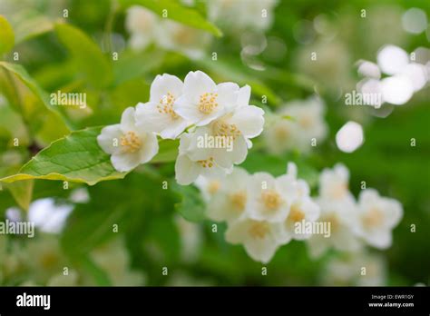 Branch Of Beautiful White Jasmine Flowers On Green Background