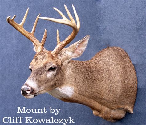 6 Full Sneak Deer Mount Ruarimadelena