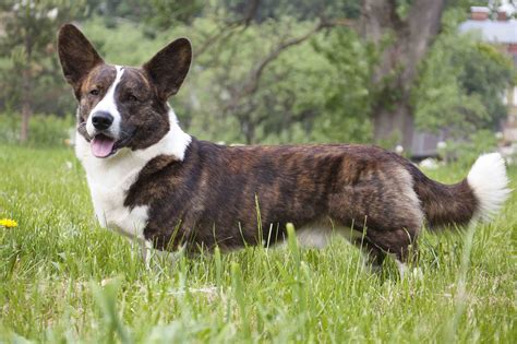 Best Dog Food For An Overweight Cardigan Welsh Corgi Spot And Tango