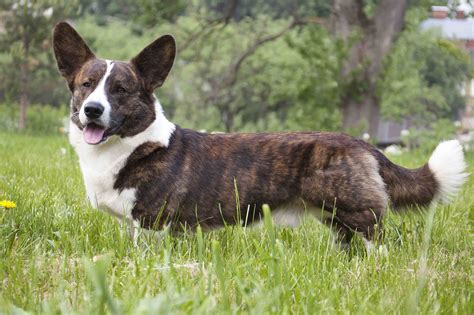 This little dog with a big personality was devoted, affectionate, intelligent, and alert are just some of the terms that corgi owners use to describe their dogs. Best Dog Food for an Overweight Cardigan Welsh Corgi ...