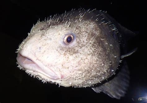 Bob The Blobfish Is Living In A Japanese Aquarium