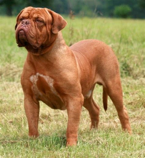 Dogue De Bordeaux Dog Breed Information Pictures And Facts
