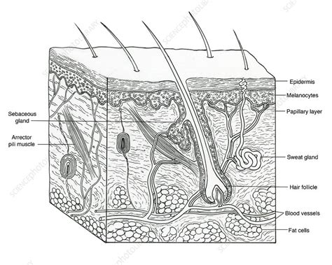 Illustration Of Skin Section Stock Image F Science Photo