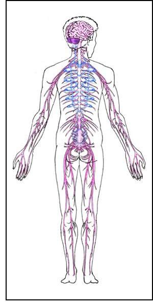 When the central nervous system becomes damaged or peripheral. Human body nervous system | Nervous system diagram, Human ...