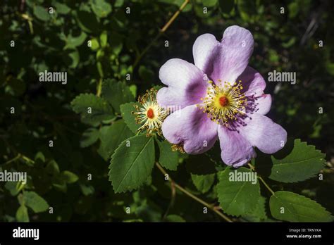 Virginia Rose Rosa Virginiana Wildflower With Pink Color Petals And