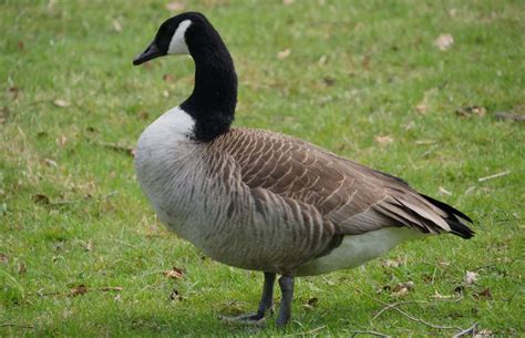 Kanadagans mit küken branta canadensis. Nil- und Kanadagänse breiten sich aus | top agrar online