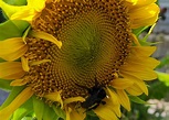It is not too late to enjoy growing fall sunflowers | Mississippi State ...