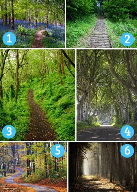 Psychology Personality Test Forest