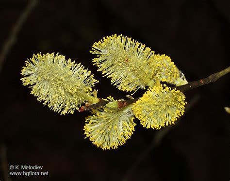 19 Best Pink Red Catkin Salix Images On Pinterest