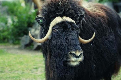 Angry Musk Ox With Big Horns Stock Photo Image Of Horned Forest