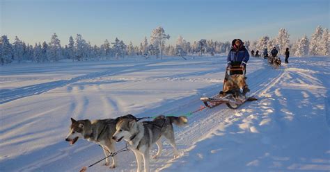 Lapland Huskies Northern Lights Igloos And Reindeer Rides In Magical