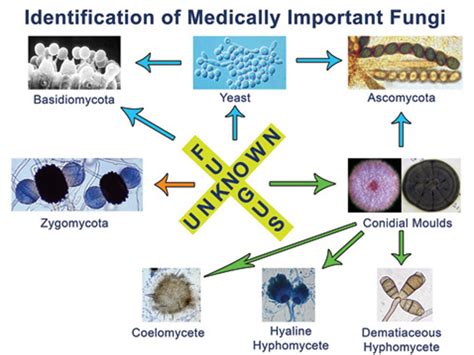 Fungal Descriptions And Antifungal Susceptibility Mycology