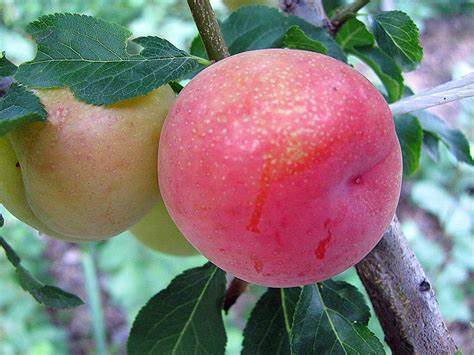 Алыча Дынная: описание и характеристика сорта, уход, отзывы, фото и видео Картинка - Алыча Дынная: описание и характеристика сорта, уход, отзывы, фото и видео