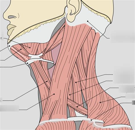 Lateral Neck Muscles