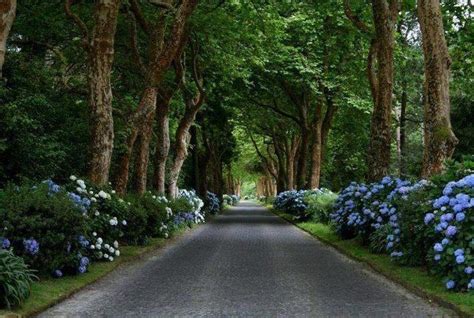 Wonderful Hydrangea Between The Trees Along The Roadside Landscape