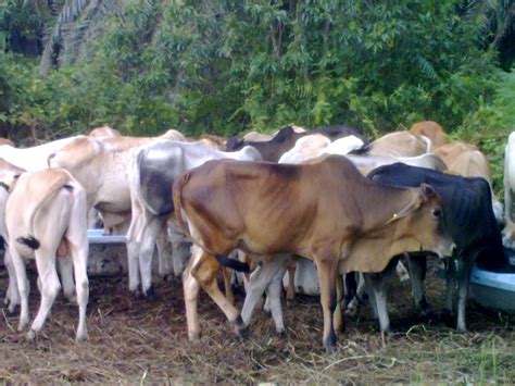 Penternakan Lembu Lembu Picture In Farm