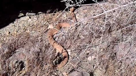 Grand Canyon Az Rattlesnake Youtube