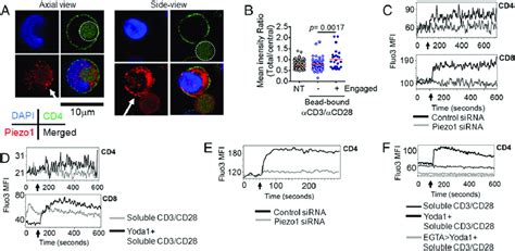 Membrane Recruited Piezo1 Drives Intracellular Ca 2 Influx On Human