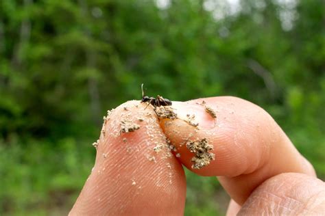 Queens Genes Determine Sex Of Entire Ant Colonies Ucr News Uc Riverside