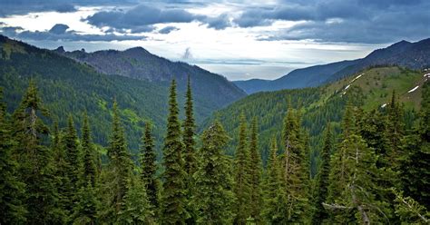 6 Olympic National Forest Hikes For All Seasons Curbed Seattle