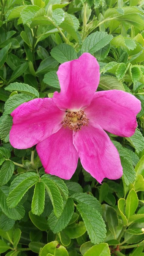 Rosa Rugosa Garden Roses For Sale Uk Uk